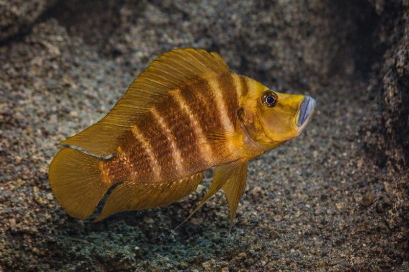 Altolamprologus compressiceps 'Kilima'